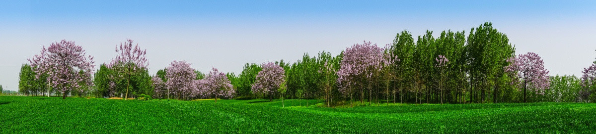 梧桐花 杨树 绿色麦田 风景