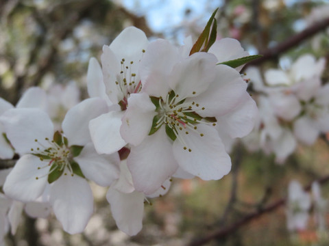 桃花