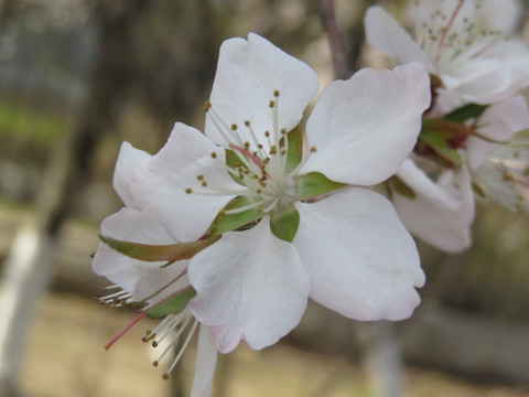 桃花