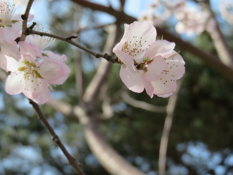 桃花