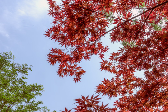 藍天下的紅楓葉