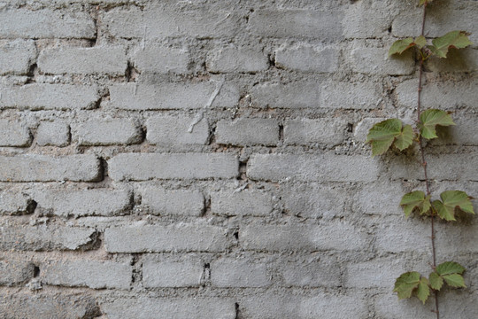 藤蔓生长在墙上