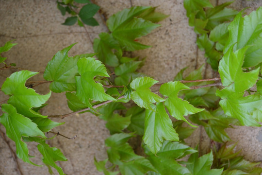 植物墙 爬山虎