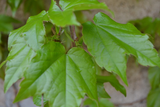 植物墙 爬山虎