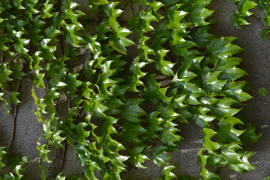 爬山虎 绿墙 植物墙