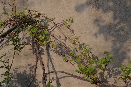 葡萄架 植物墙