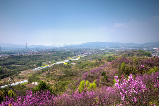 浙江兰溪转轮岩景区紫荆花