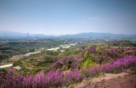 浙江兰溪转轮岩景区紫荆花全景