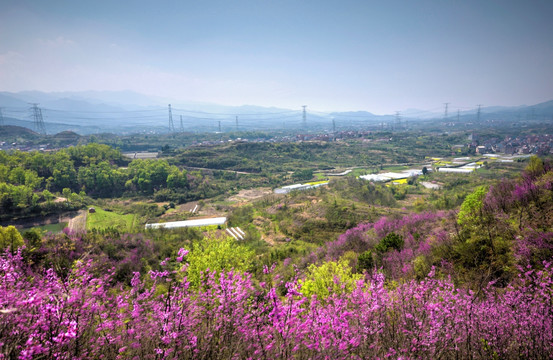 浙江兰溪转轮岩景区紫荆花全景