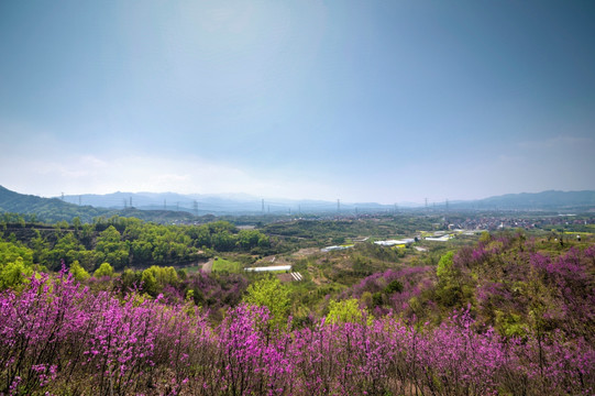 浙江兰溪转轮岩景区紫荆花全景