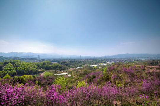 浙江兰溪转轮岩景区紫荆花全景