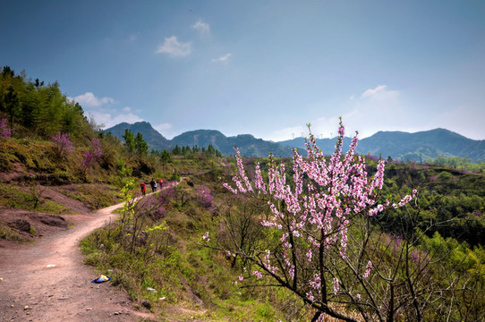 浙江兰溪转轮岩景区山路紫荆花