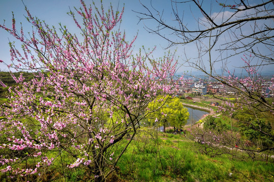 浙江兰溪转轮岩景区桃花