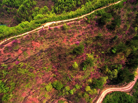 浙江兰溪转轮岩山路紫荆花山航拍