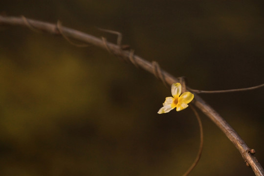 迎春花