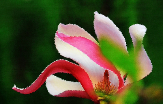 紫玉蘭油畫