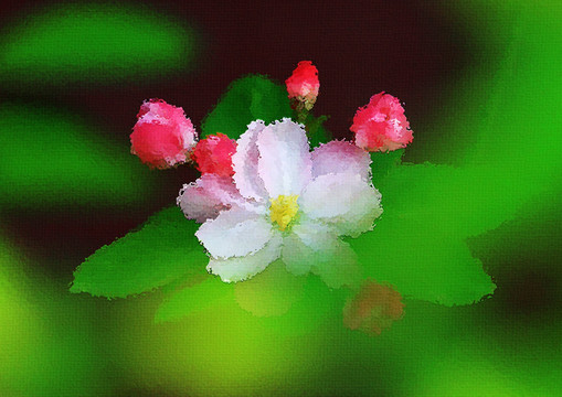 海棠花油畫