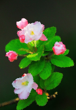 海棠花油畫