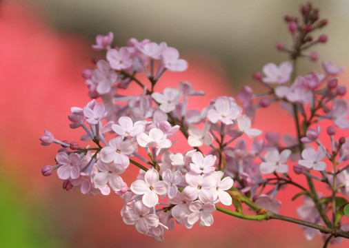 丁香花