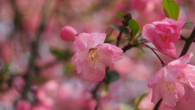 花卉