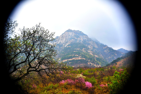 大树 大山