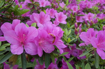 杜鹃花 映山红