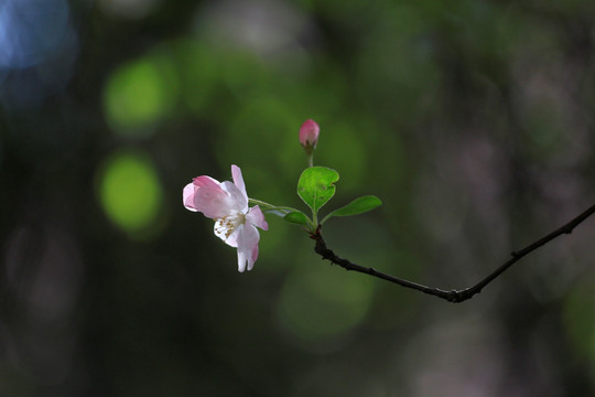 海棠花高清