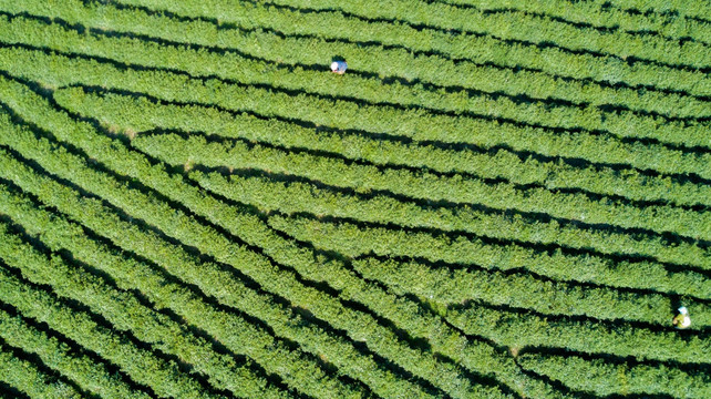 茶园风光