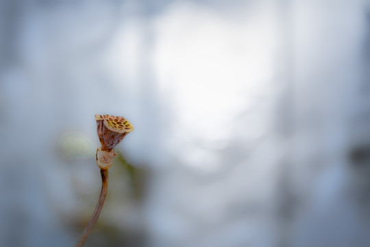 水墨残荷