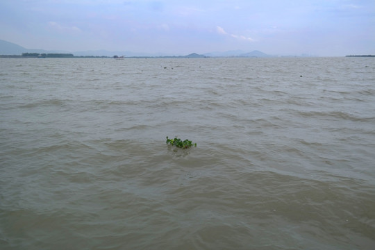 新会银洲湖水面波纹