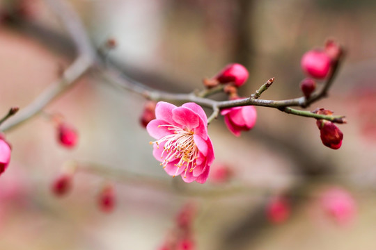 桃花