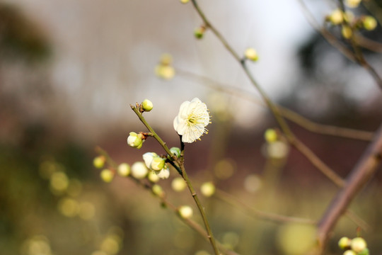 杏花