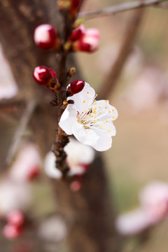 桃花