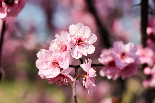 桃花