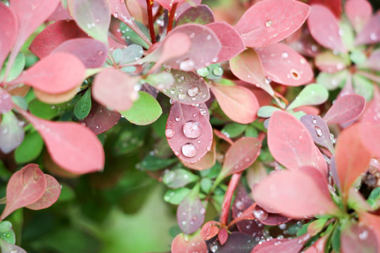 雨露