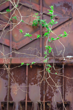 绿色植物爬墙植物