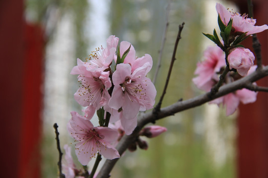 桃花