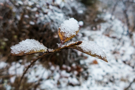 雪