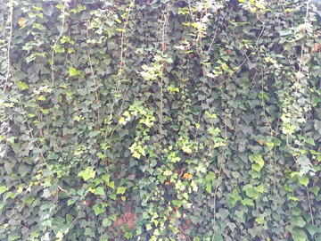 植物墙