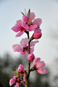 桃花春季