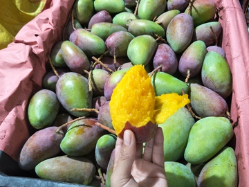 小贵妃芒果