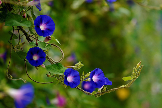 牵牛花