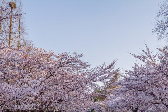 樱花