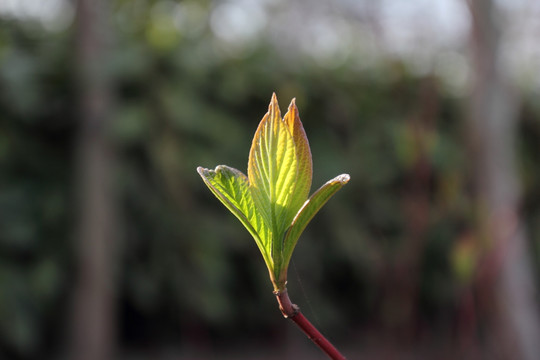 芽枝