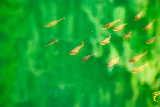 魚群