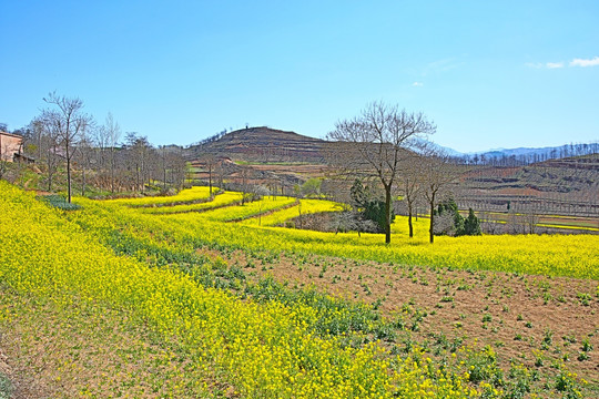 油菜花地