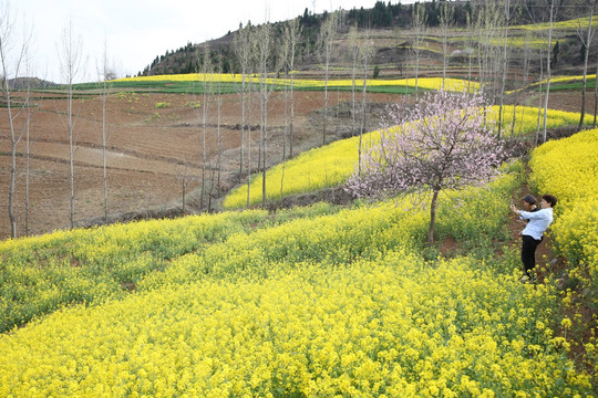 油菜花地