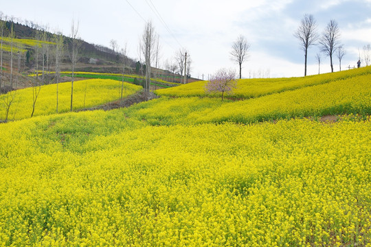 油菜花地