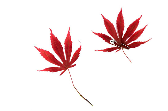白色背景上的两片红枫叶