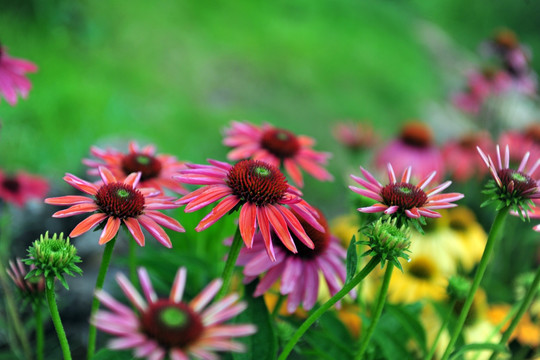 花花草草